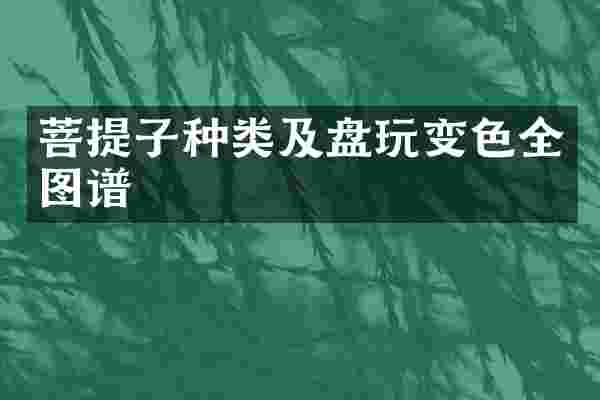 菩提子种类及盘玩变色全图谱